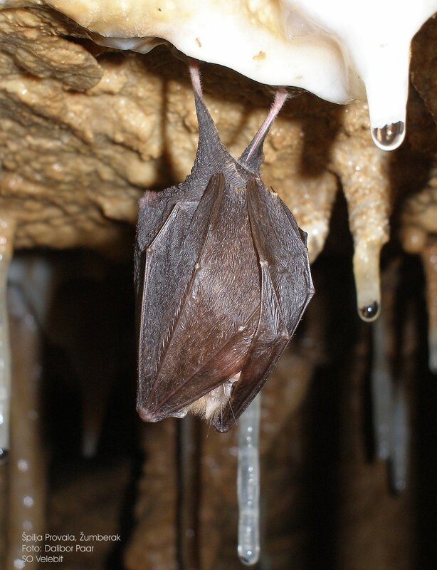 Bat hanging in a cave