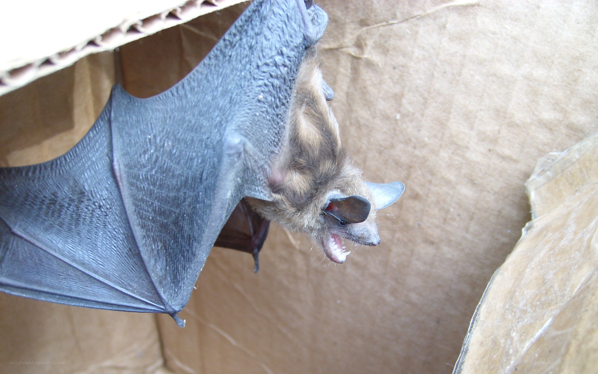 bat hanging in cardboard box