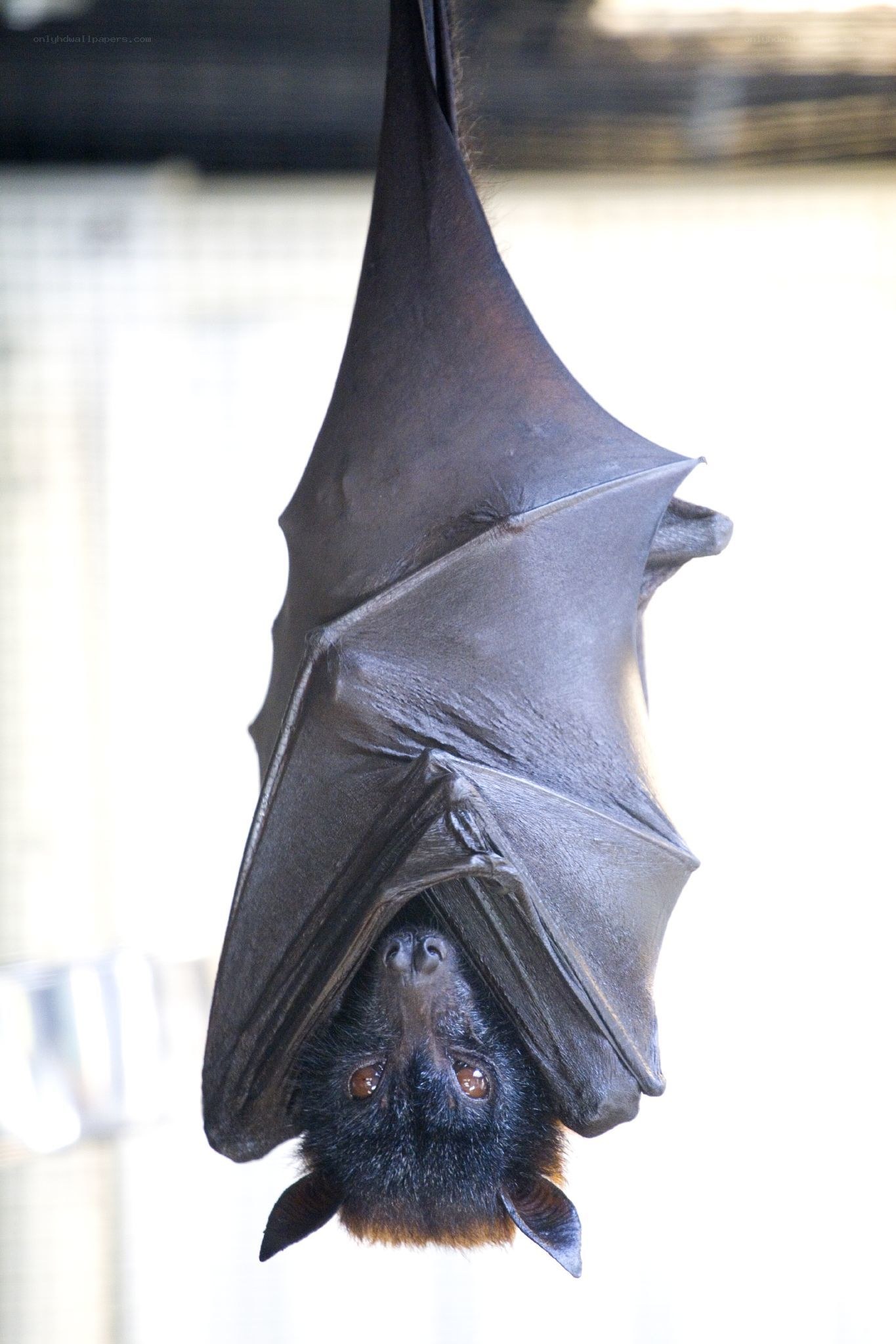 bat hanging upside down