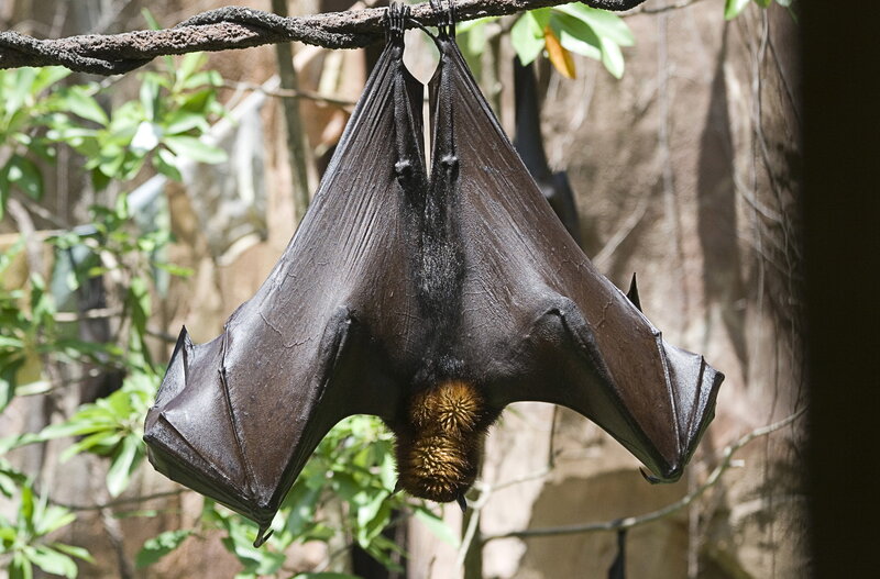 bat hanging upside down