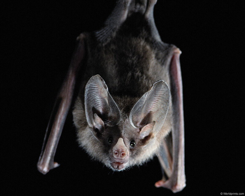 bat hanging upside down