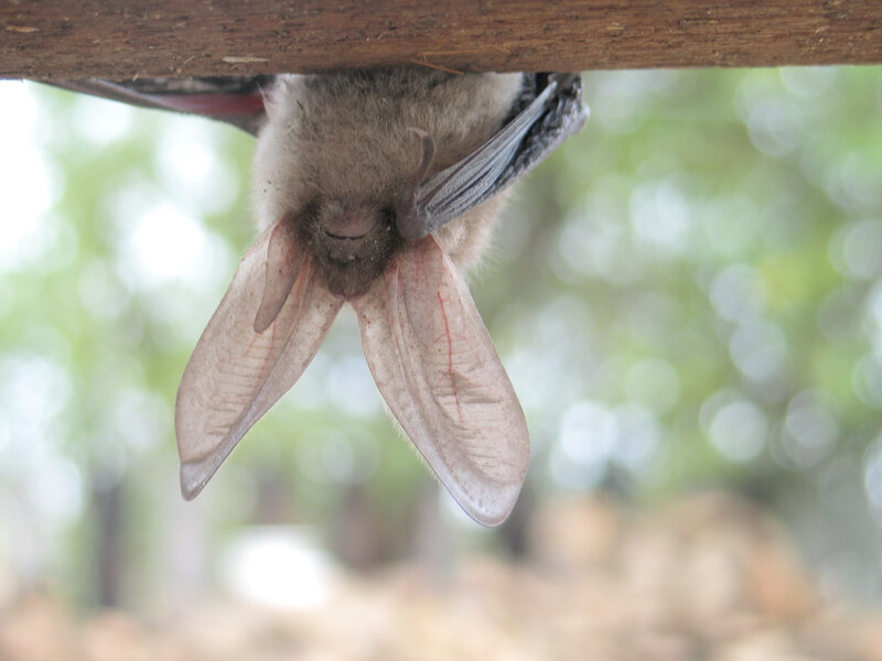 bat hanging upside down