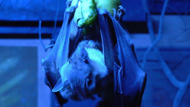 bat hanging upside down