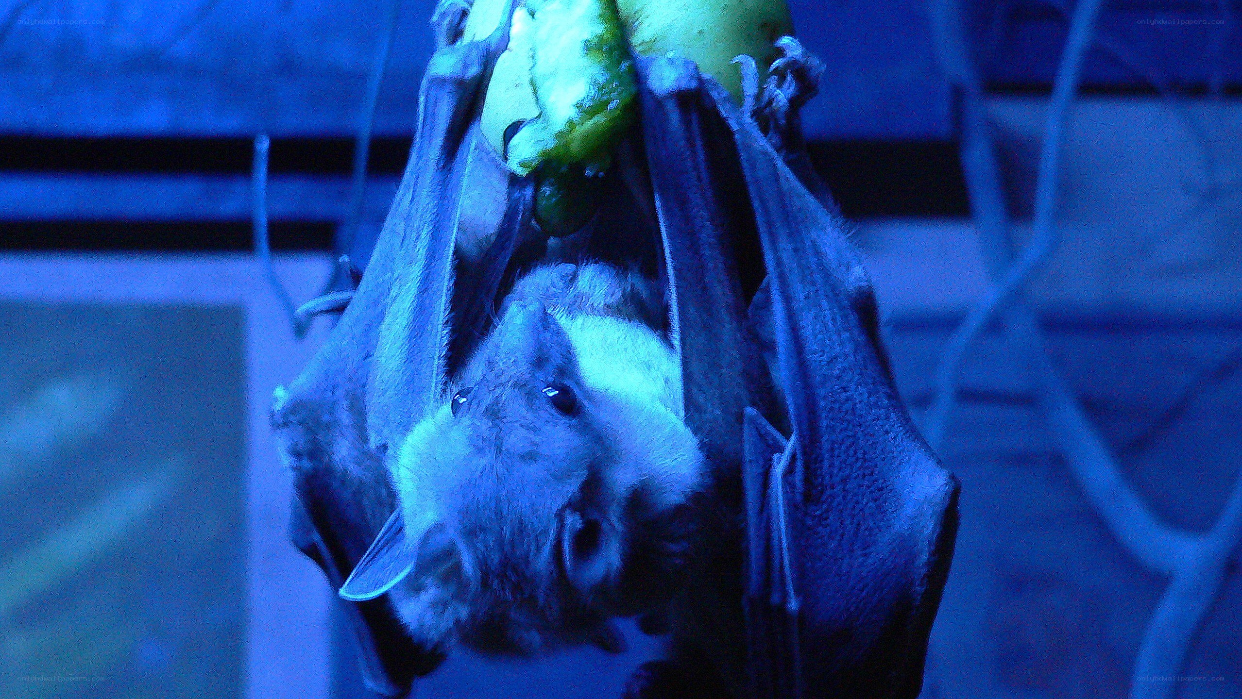 bat hanging upside down