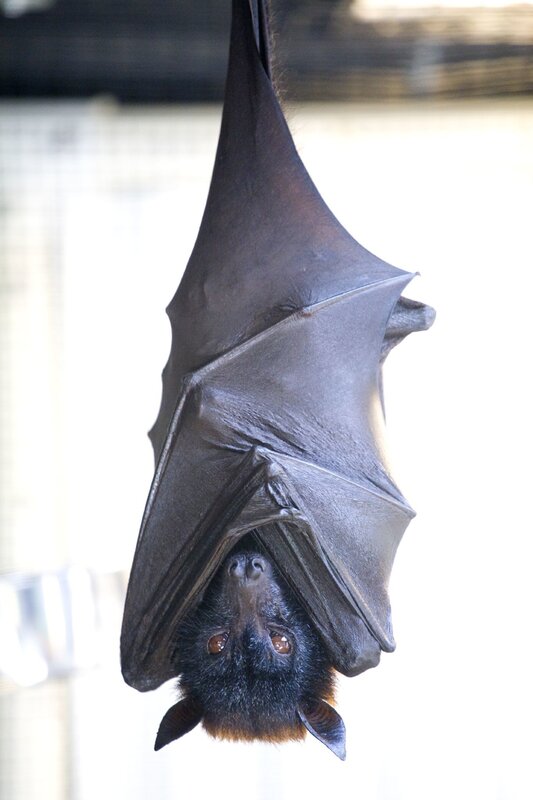 Bat Hanging Upside Down — Black, Calm