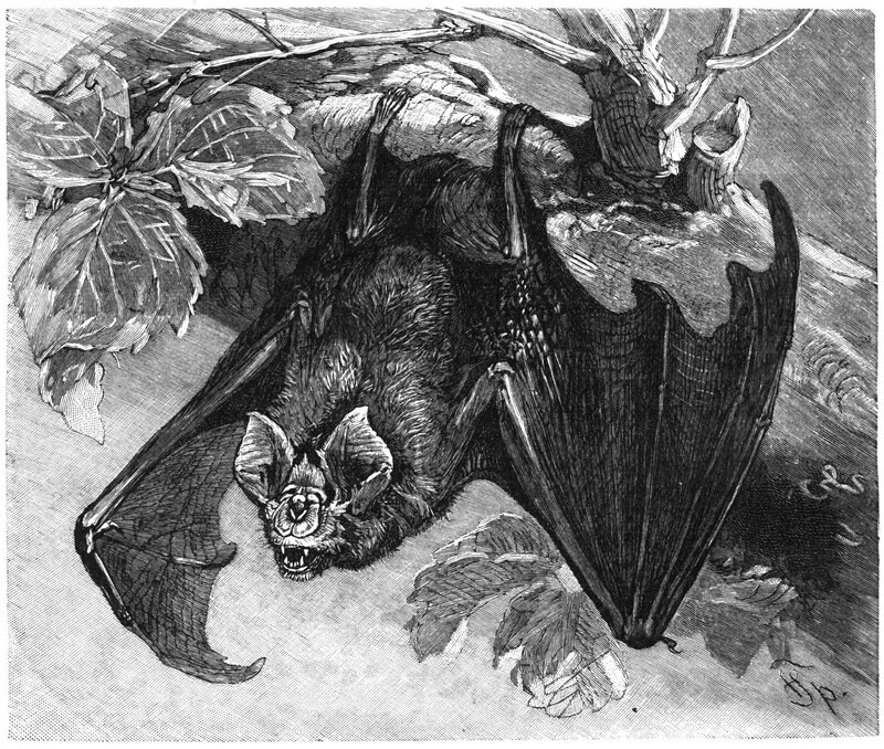 Bat Hanging Upside Down — Black, Dramatic
