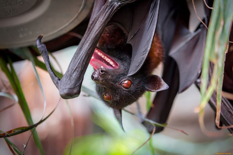 Bat Hanging Upside Down — Black