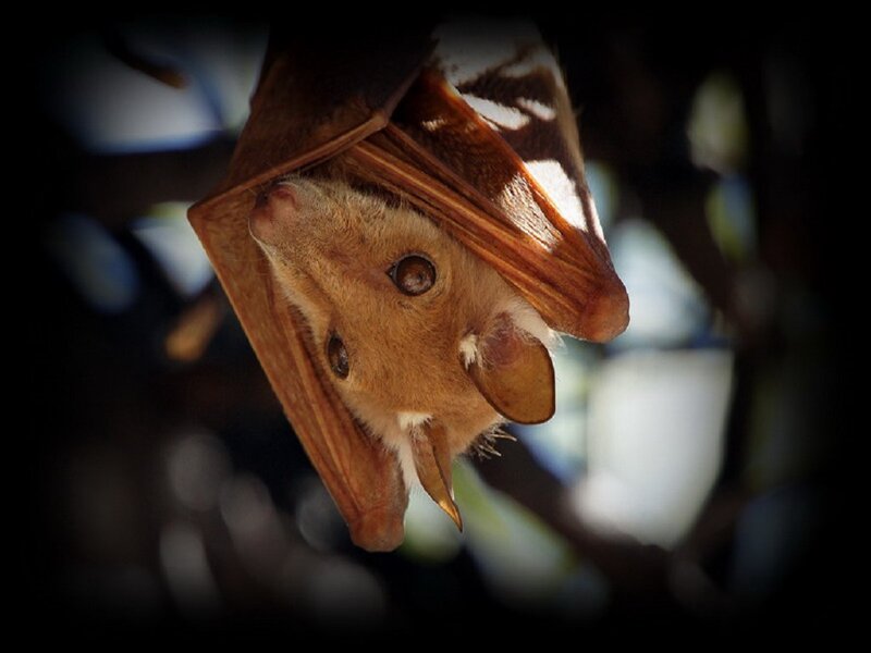 Bat Hanging Upside Down — Brown