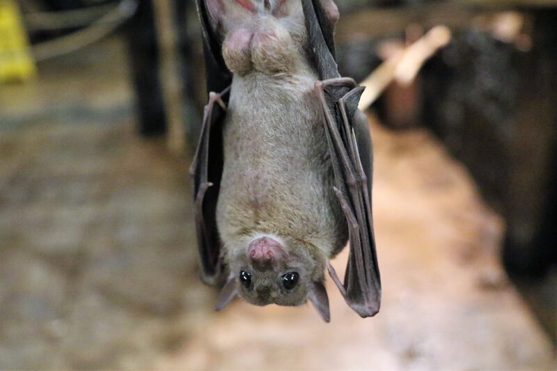 Bat Hanging Upside Down — Gray, Neutral