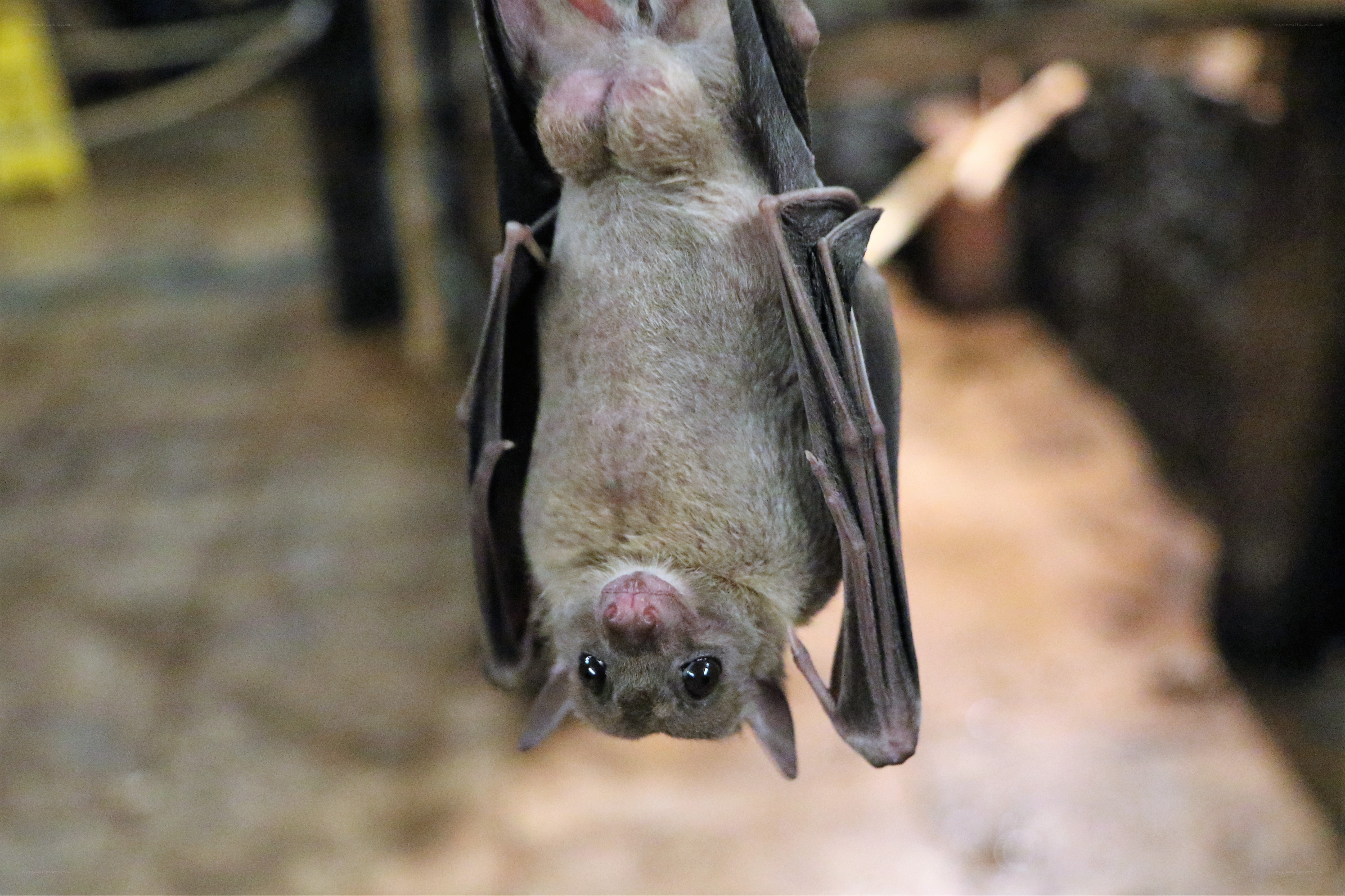 bat hanging upside down