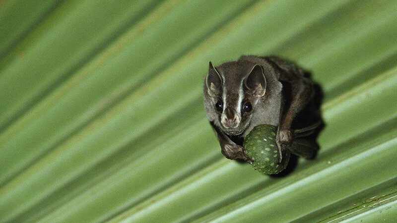 Bat holding a fruit