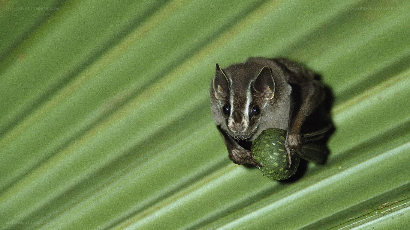 Bat holding a fruit