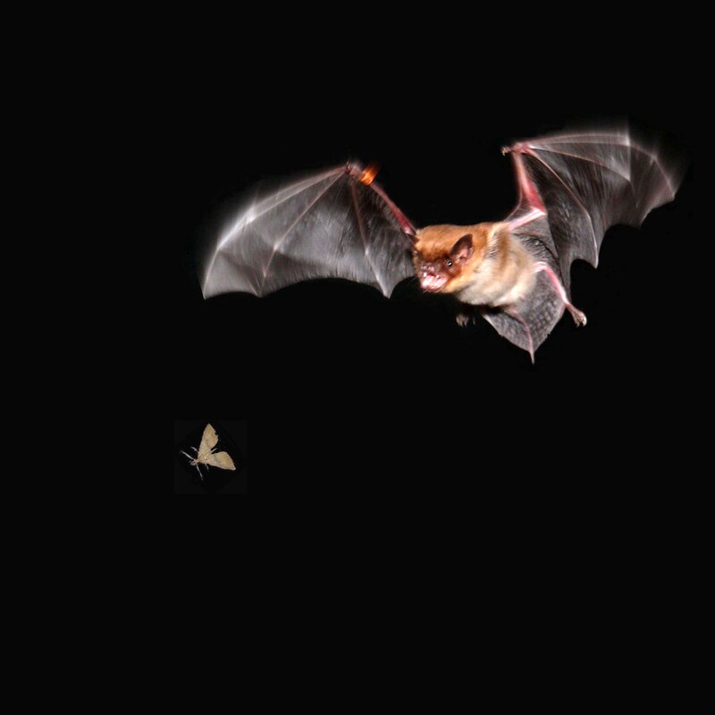 bat hunting a moth