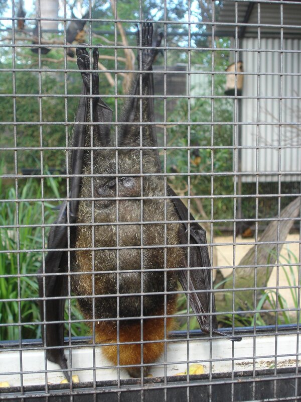 bat in a cage