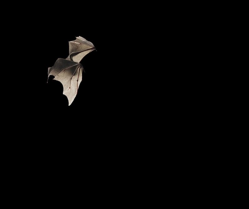bat in flight