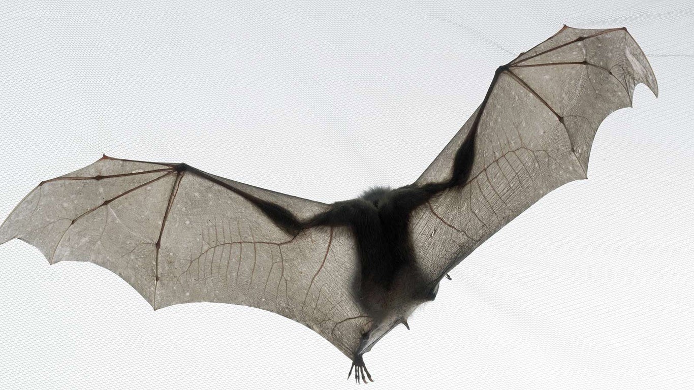 bat in flight