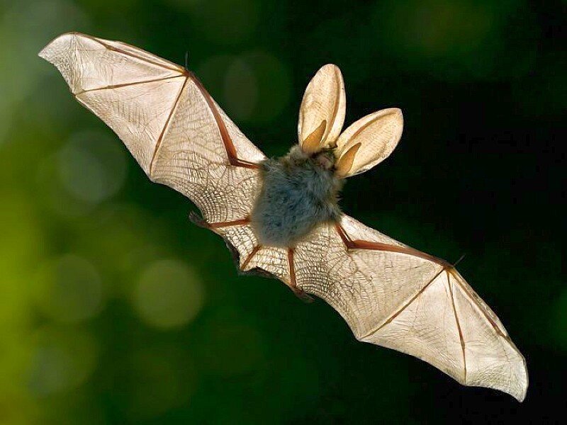 bat in flight