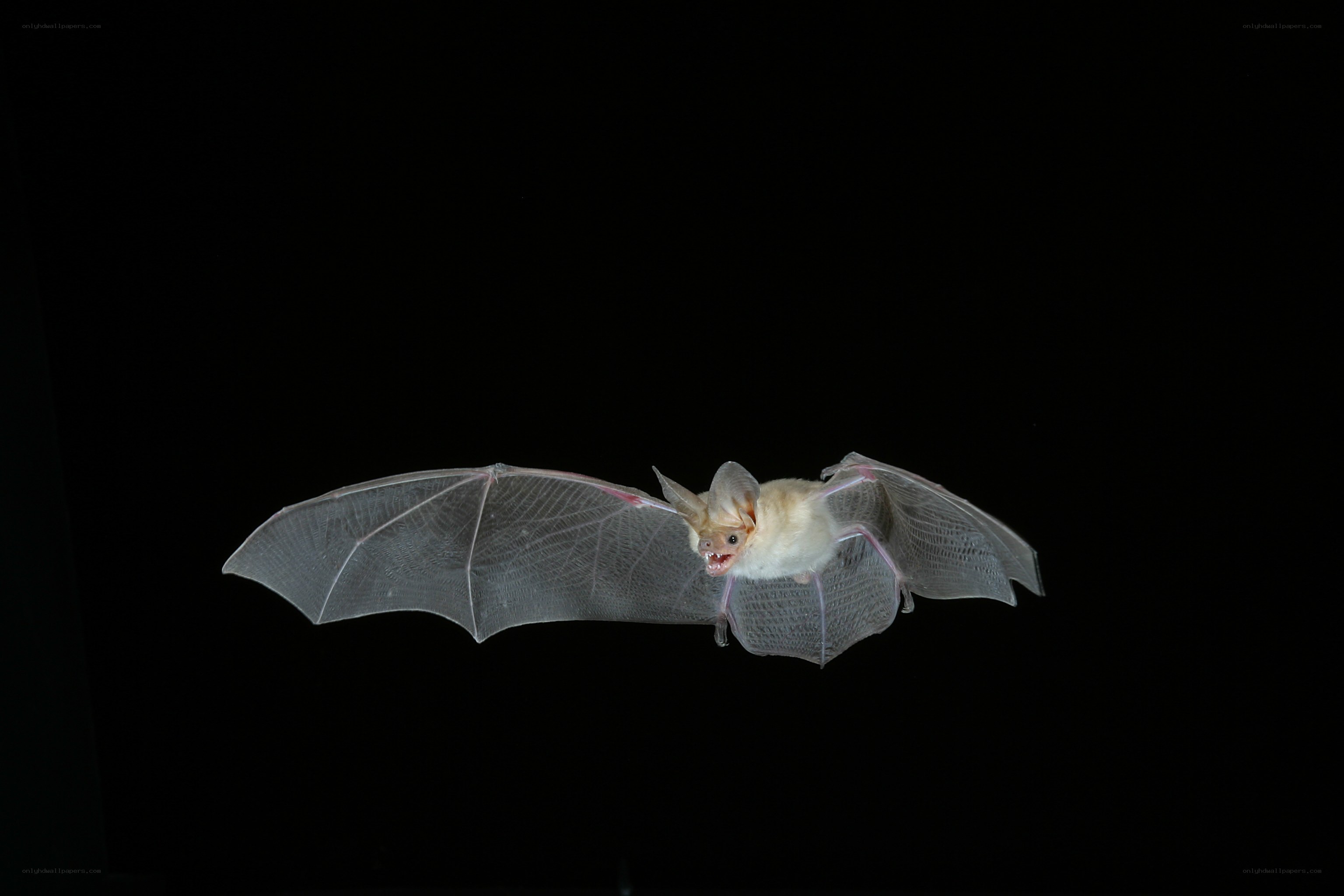 bat in flight against black background