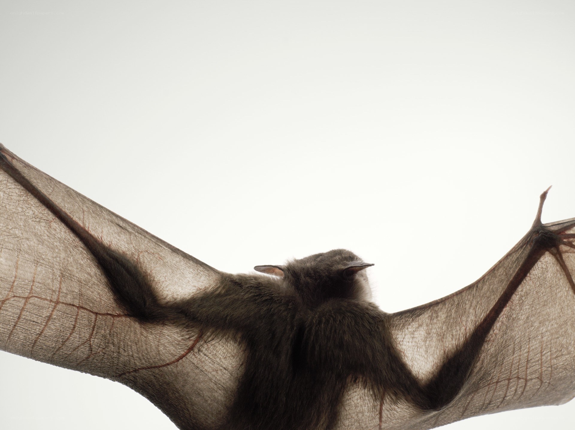 bat in flight against sky