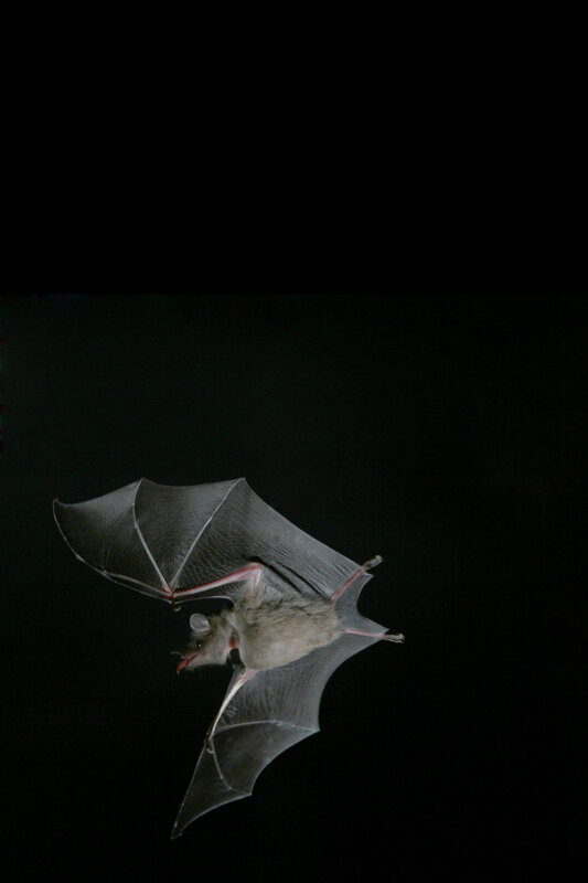 bat in flight at night