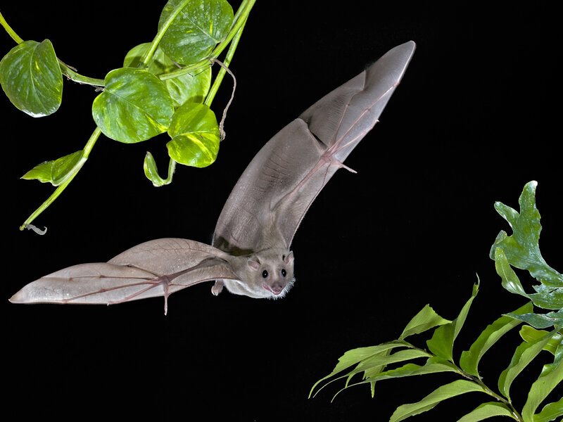 Bat in Flight — Black, Dramatic, Night, Photograph, Leaves