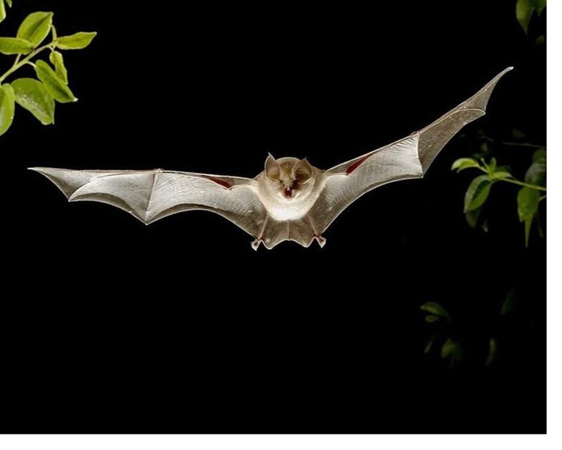 Bat in Flight — Black, Dramatic, Night, Photograph