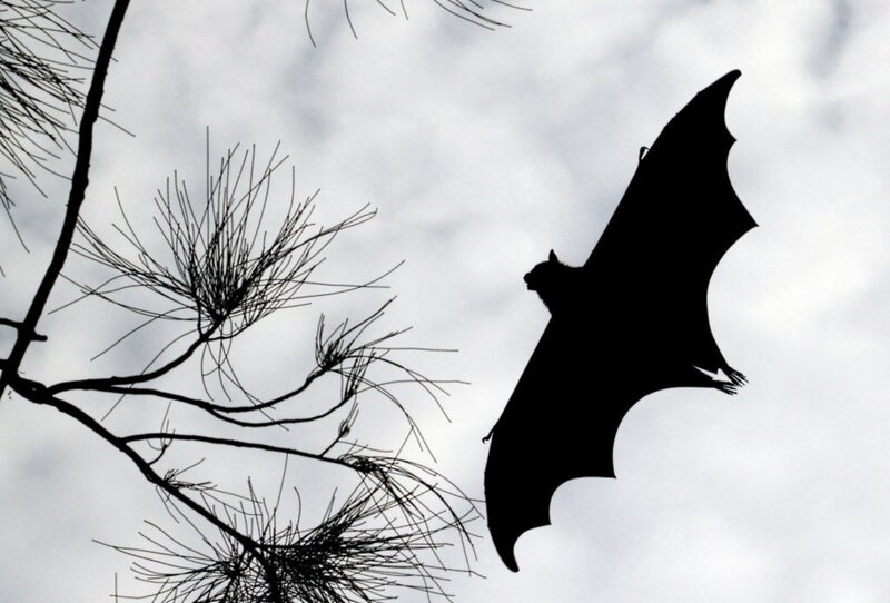 Bat in Flight — Black, Dramatic, Night, Photograph, Tree Branches