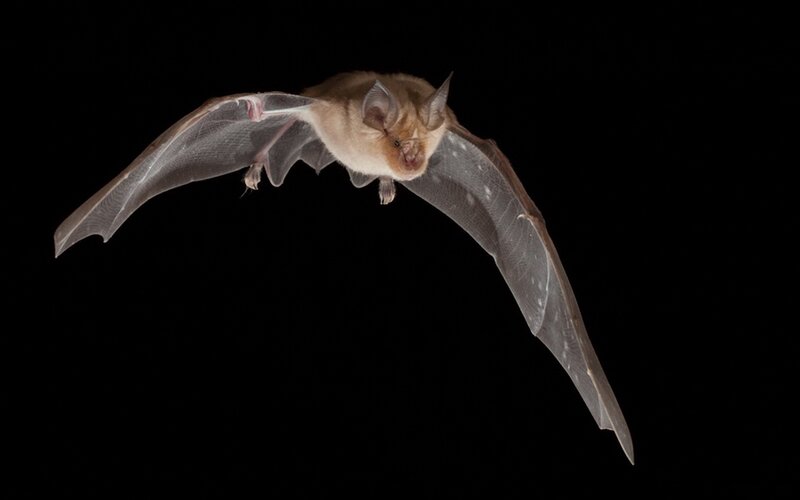Bat in Flight — Black, Dramatic, Night, Photograph, Wings, Dark Background, Brown