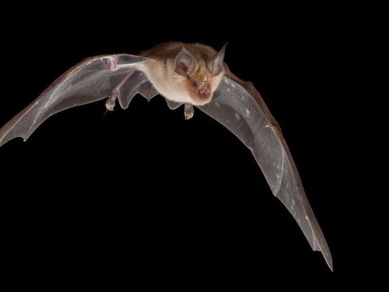 Bat in Flight — Black, Dramatic, Night, Photograph, Wings, Dark Background