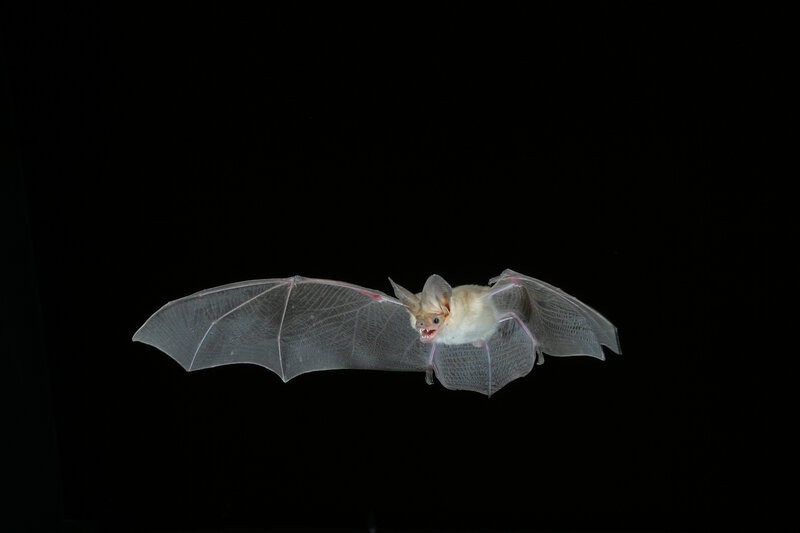 Bat in Flight — Black, Dramatic, Night, Photograph, Wings, Open Mouth, Dark Background