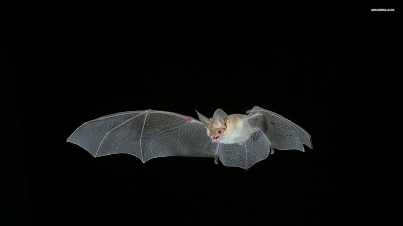 Bat in Flight — Black, Dramatic, Night, Photograph, Wings, Open Mouth
