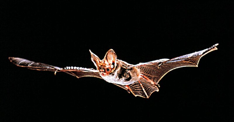 Bat in Flight — Black, Dramatic, Night, Photograph, Wings