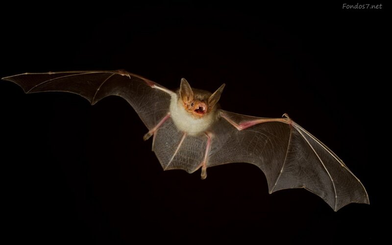 Bat in Flight — Black, Dramatic, Night