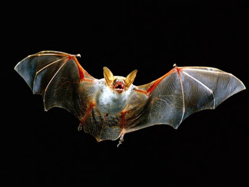 Bat in Flight — Black, Dramatic, Photograph, Wings, Open Mouth