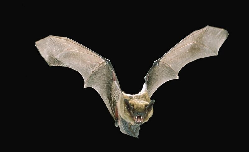 Bat in Flight — Black, Dramatic, Photograph, Wings