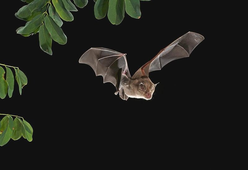 Bat in Flight — Black
