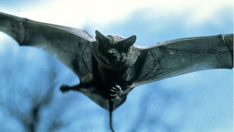 Bat in Flight — Blue, Dramatic