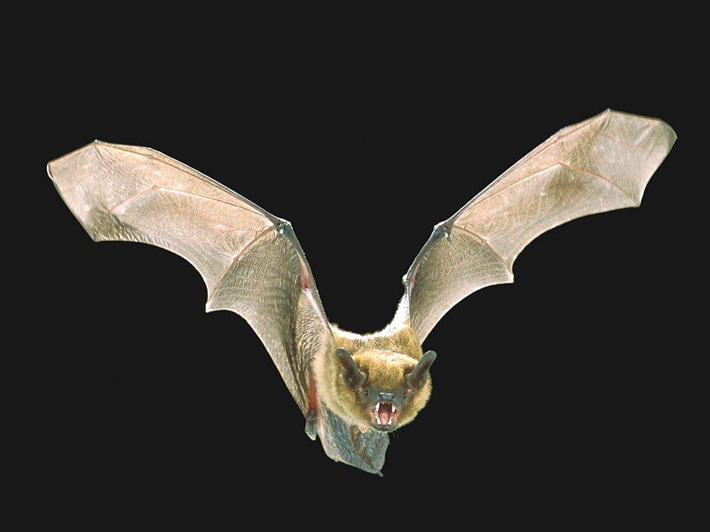Bat in Flight — Brown, Dramatic