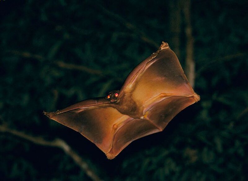 Bat in Flight — Brown