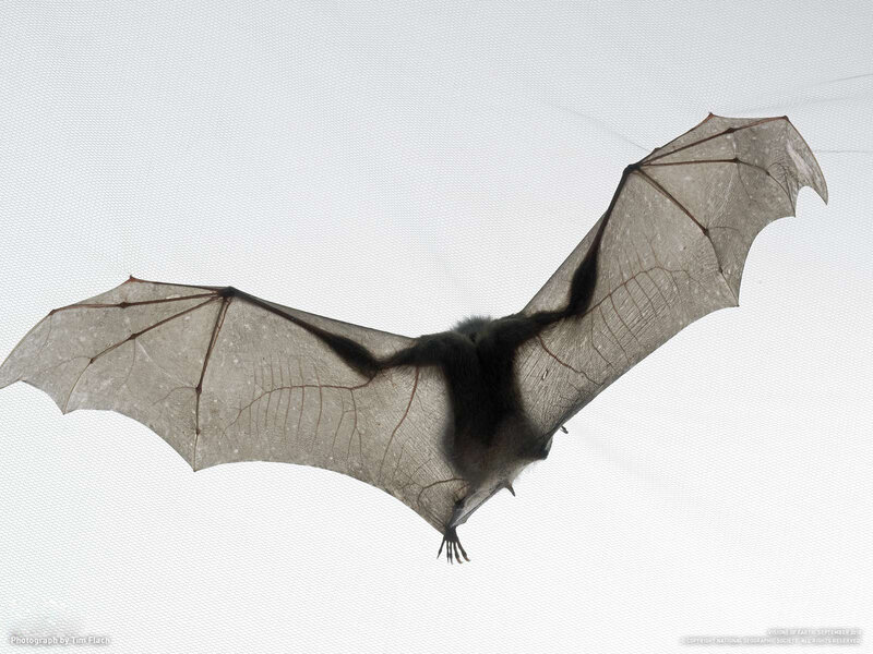 Bat in Flight — Gray, Neutral