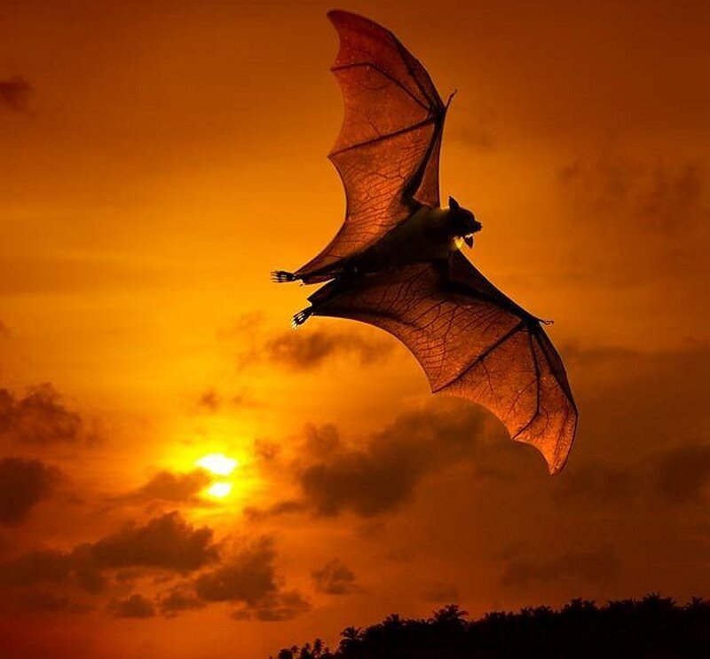 Bat in Flight — Orange