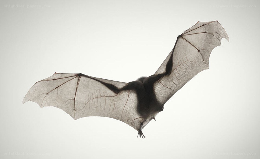 bat in flight silhouette