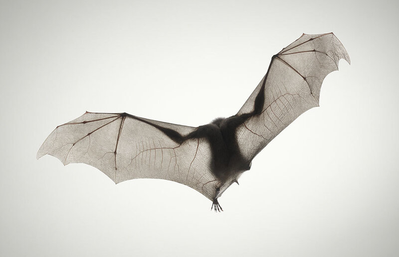 bat in flight silhouette