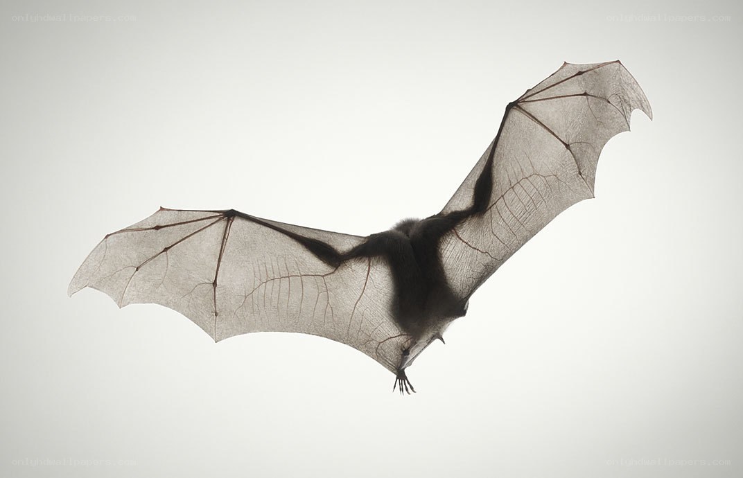 bat in flight silhouette
