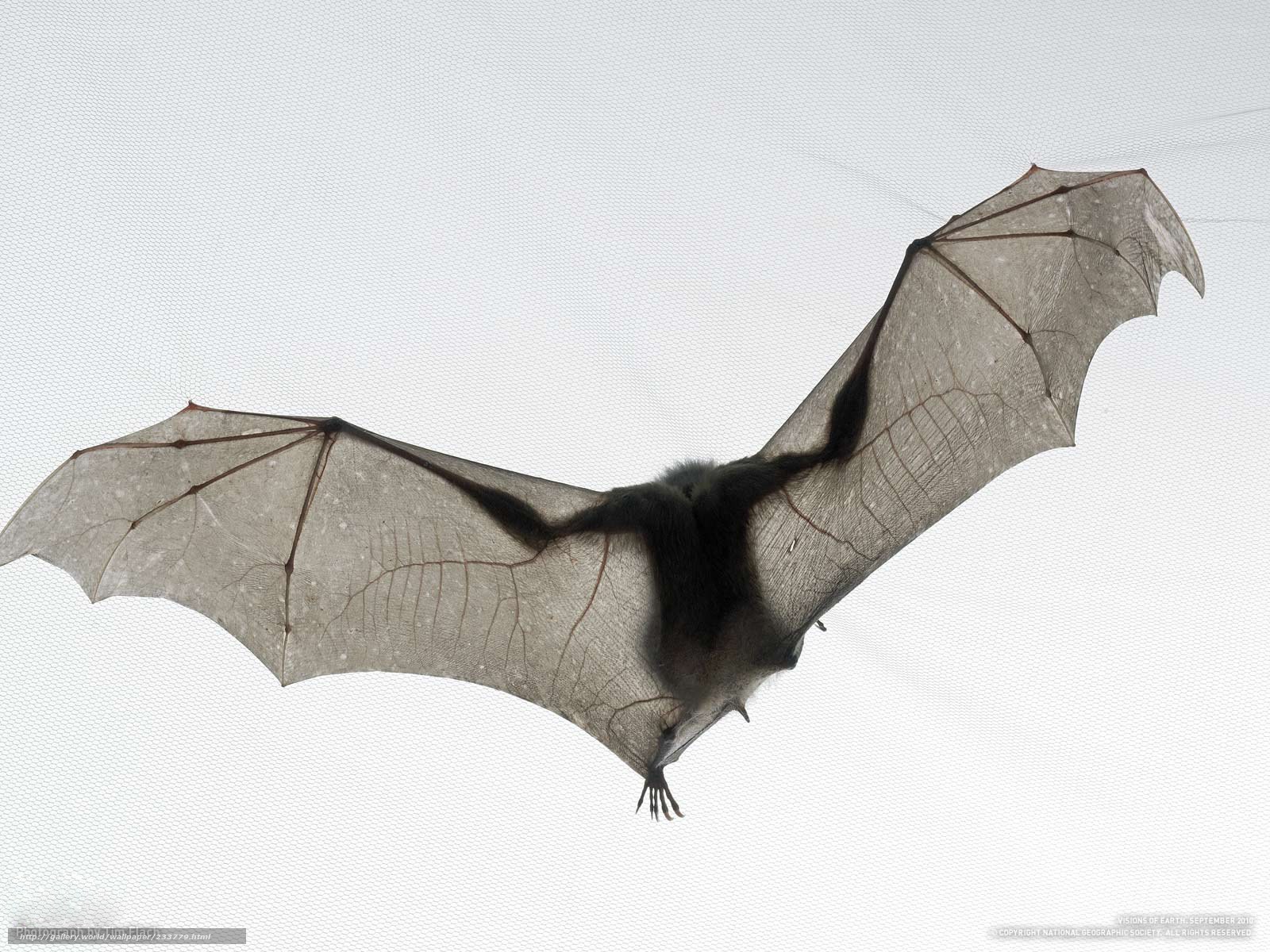bat in flight silhouette