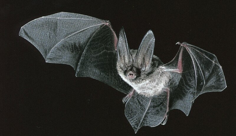 bat in flight