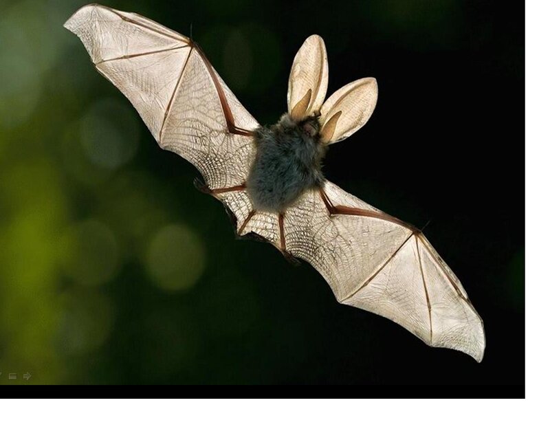 Bat in Flight — White