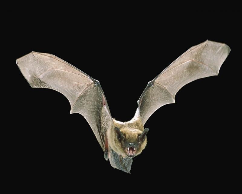 bat in flight with open mouth