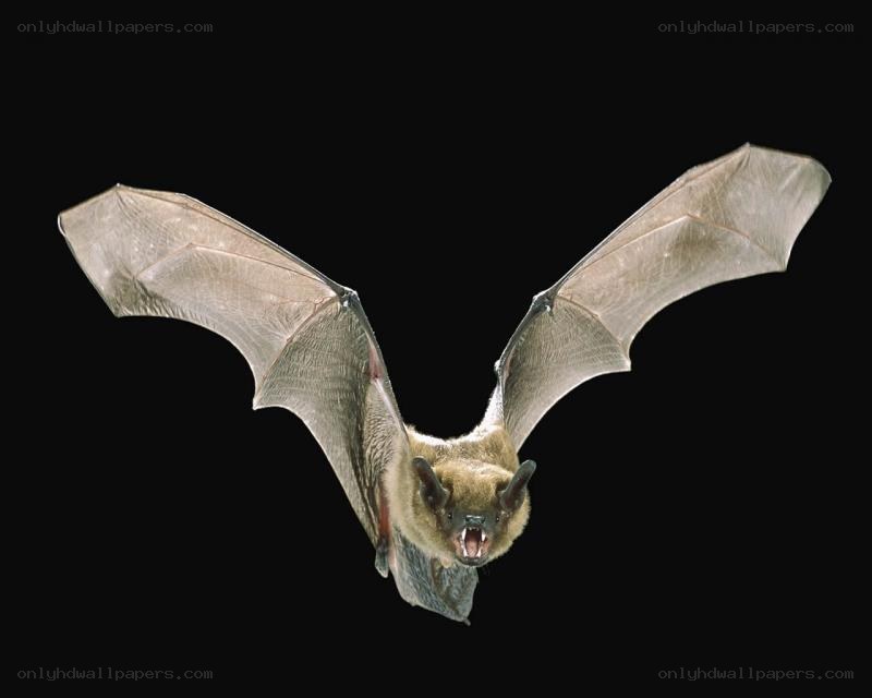 bat in flight with open mouth