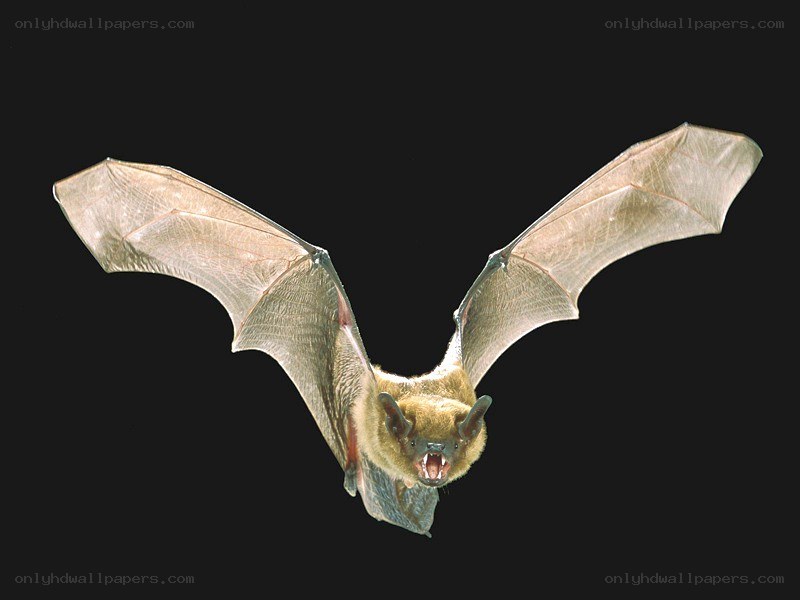 bat in flight with open mouth